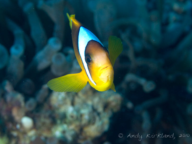 Photo at The Caves:  Twoband anemonefish