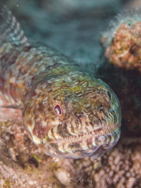 Photo at The Caves:  Variegated lizardfish