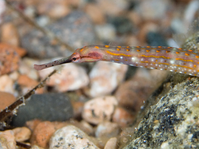 Photo at The Caves:  Schultz's pipefish
