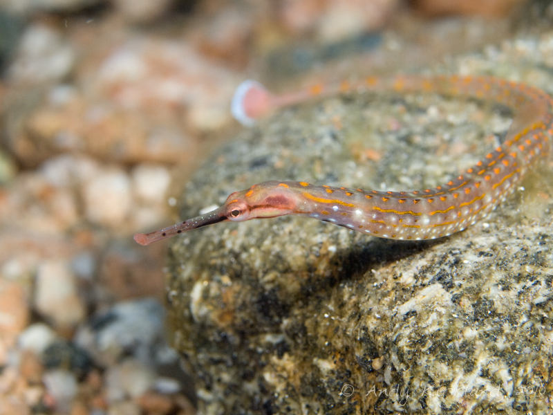 Photo at The Caves:  Schultz's pipefish