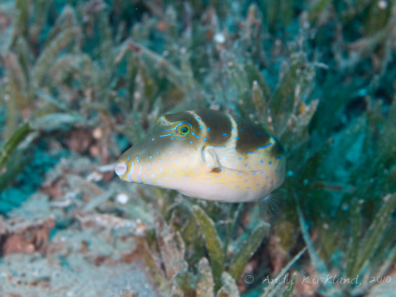 Photo at Lighthouse:  Crowned puffer