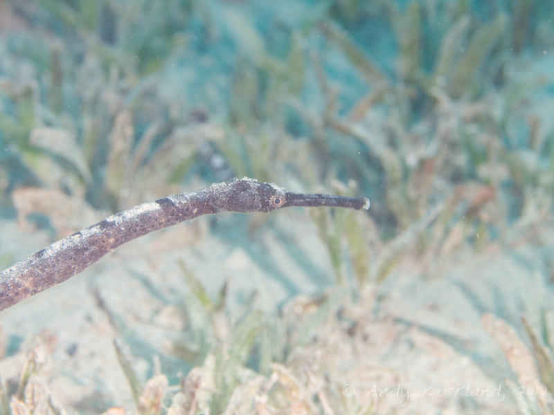 Photo at Lighthouse:  Double-ended pipefish