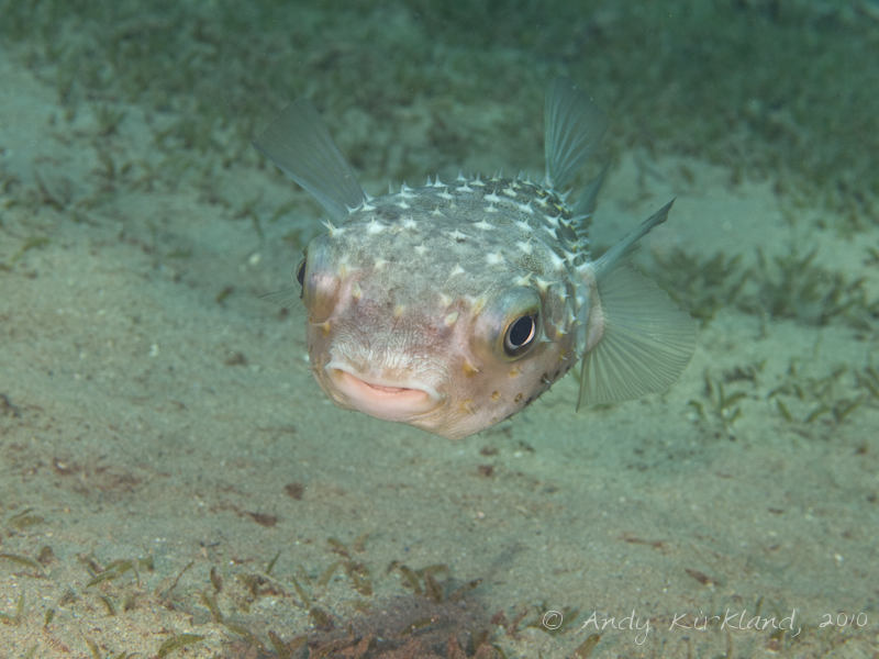 Photo at Lighthouse:  Spotbase burrfish