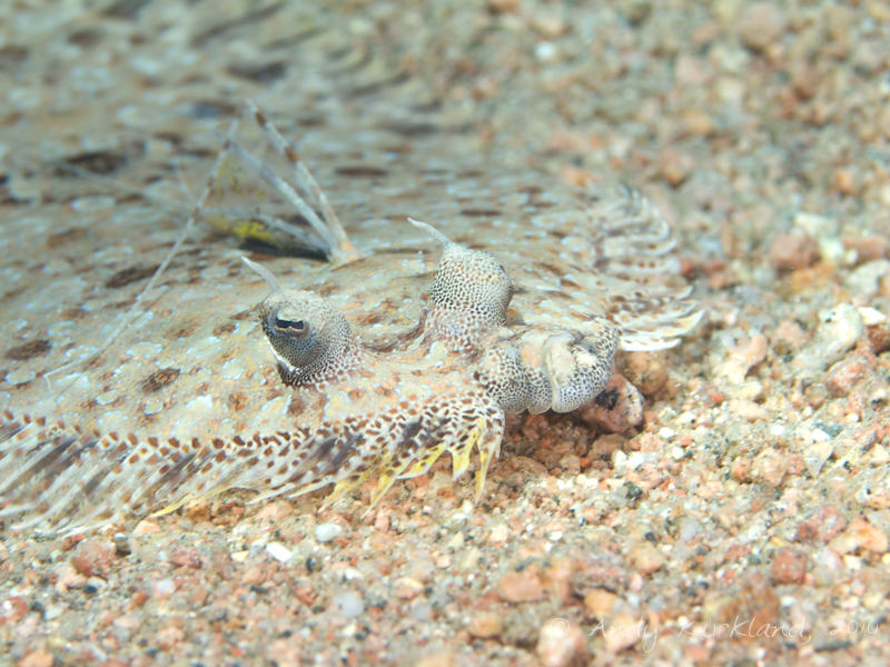 Photo at Lighthouse:  Leopard flounder
