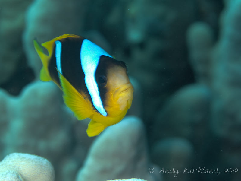 Photo at Islands:  Twoband anemonefish