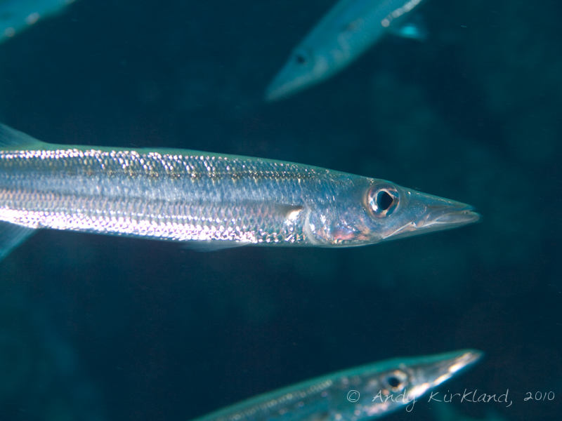 Photo at Islands:  Pickhandle barracuda