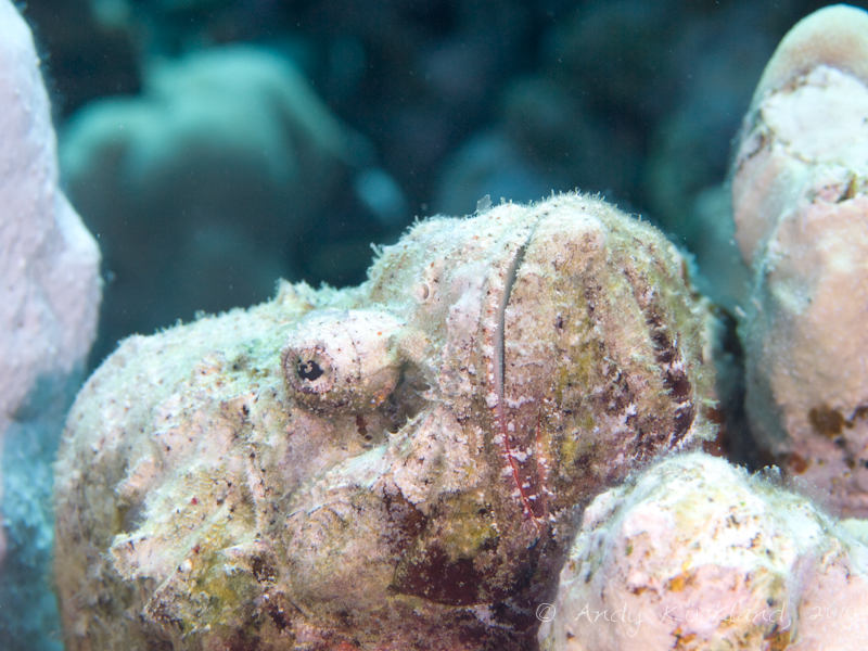 Photo at Islands:  False stonefish