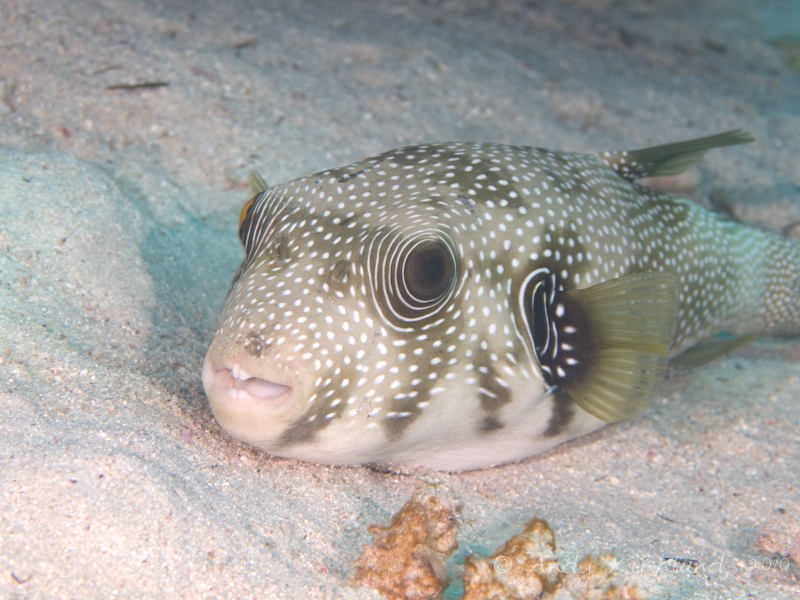 Photo at Gabr-el-Bint:  Starry toadfish