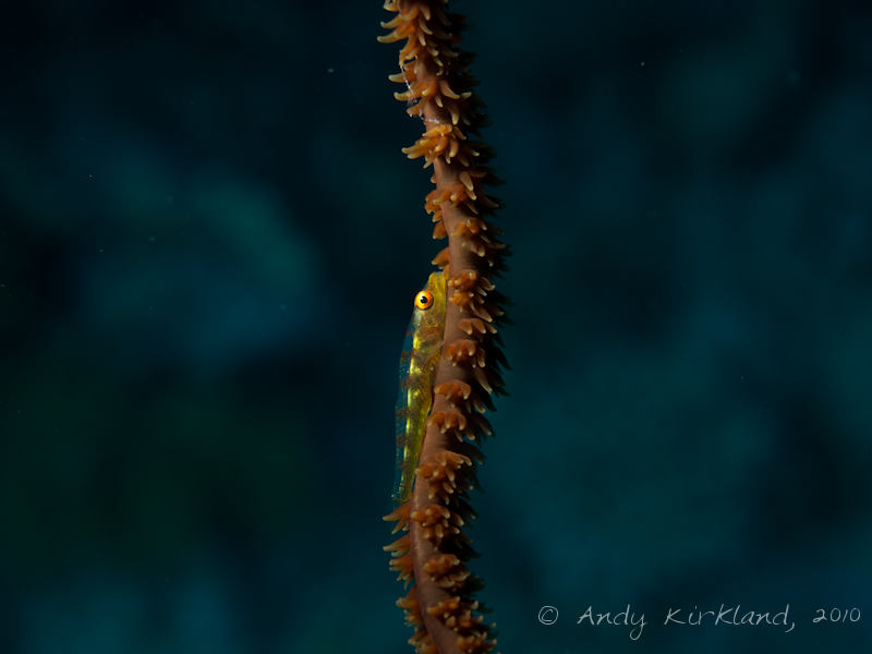 Photo at Sha'ab Saeed:  Whip coral goby