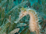 Back to Dahab - Sea moths, Seahorses and Ghost pipefish ...