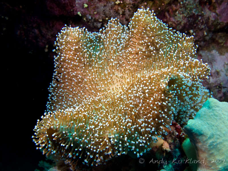 Photo at Sha'ab Ramadan:  Leather coral