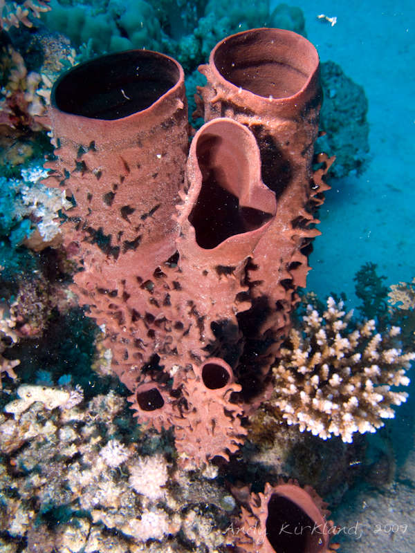 Photo at Sha'ab Zabargad:  Prickly Tube-sponge