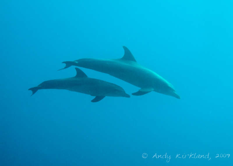 Photo at Sha'ab Zabargad:  Little bottlenose dolphin