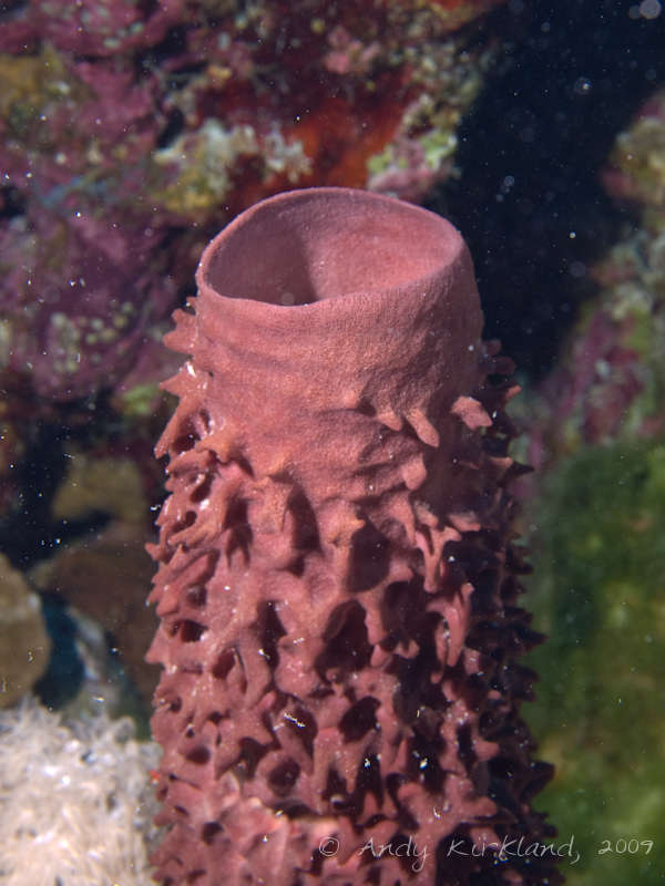 Photo at Sha'ab Sataya:  Prickly Tube-sponge
