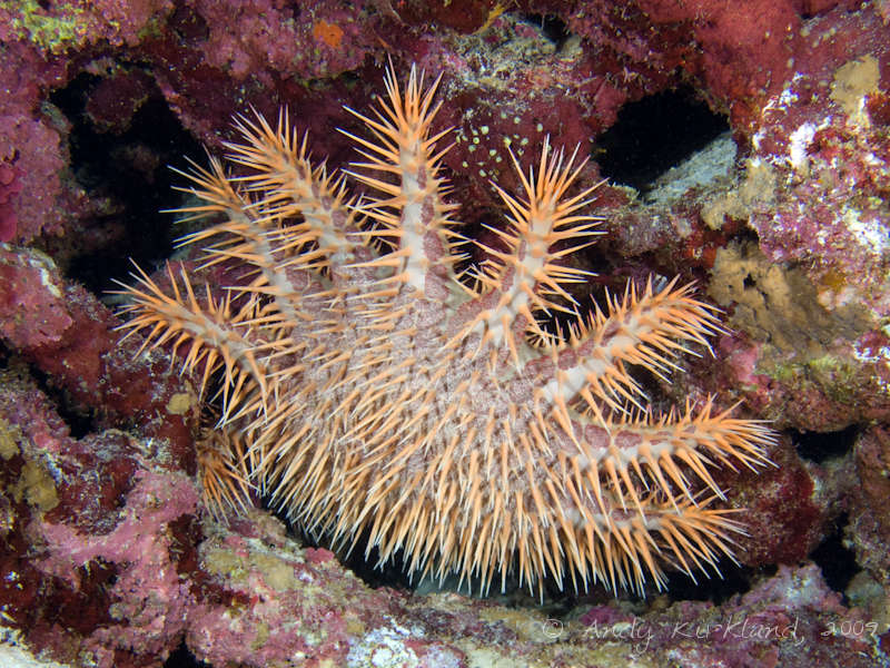 Photo at Sha'ab Sataya:  Crown-of-thorns starfish