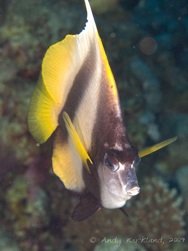 Photo at Sha'ab Malahi:  Red Sea bannerfish