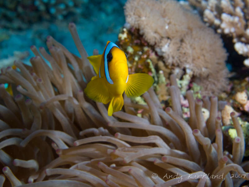 Photo at Sha'ab Malahi:  Twoband anemonefish