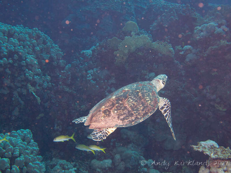 Photo at Sha'ab Malahi:  Hawksbill Turtle