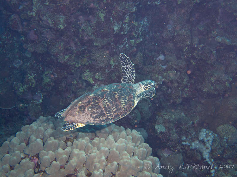 Photo at Sha'ab Malahi:  Hawksbill Turtle
