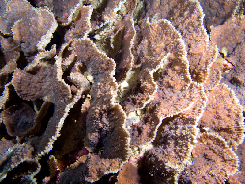 Photo at Sha'ab Malahi:  Leaf coral
