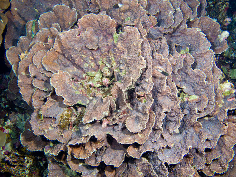 Photo at Sha'ab Malahi:  Leaf coral