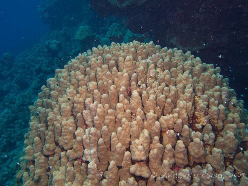 Photo at Sha'ab Malahi:  Dome coral
