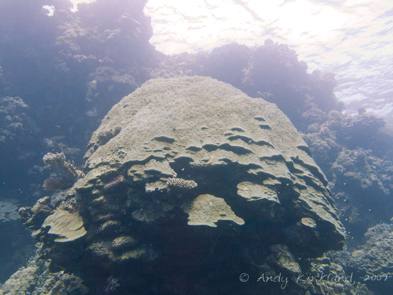 Photo at Sha'ab Malahi:  Mountain coral