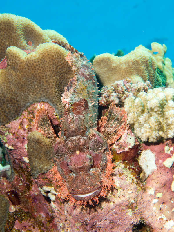Photo at Habili Sama:  Bearded scorpionfish