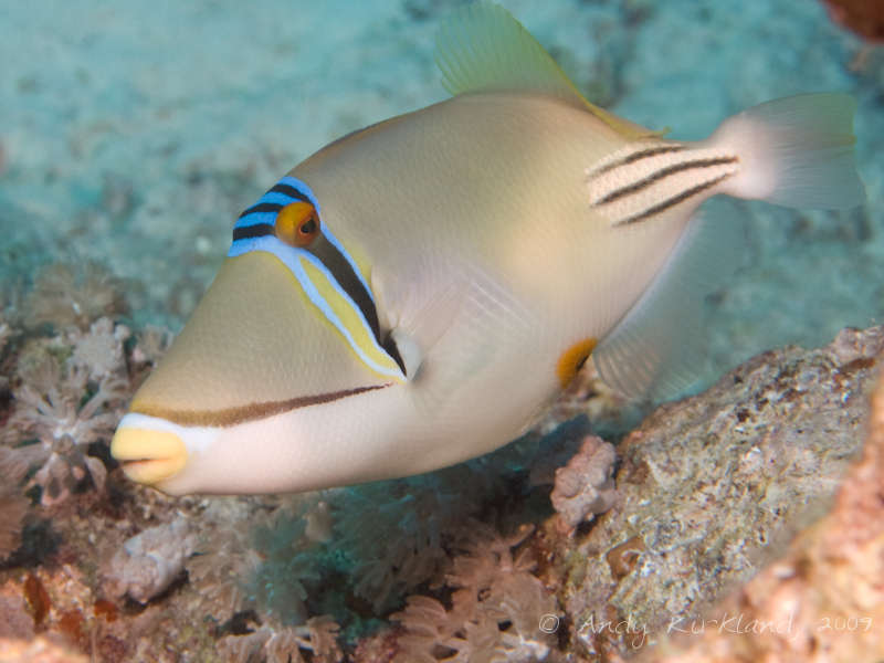 Photo at Sha'ab Mohammed:  Picasso triggerfish
