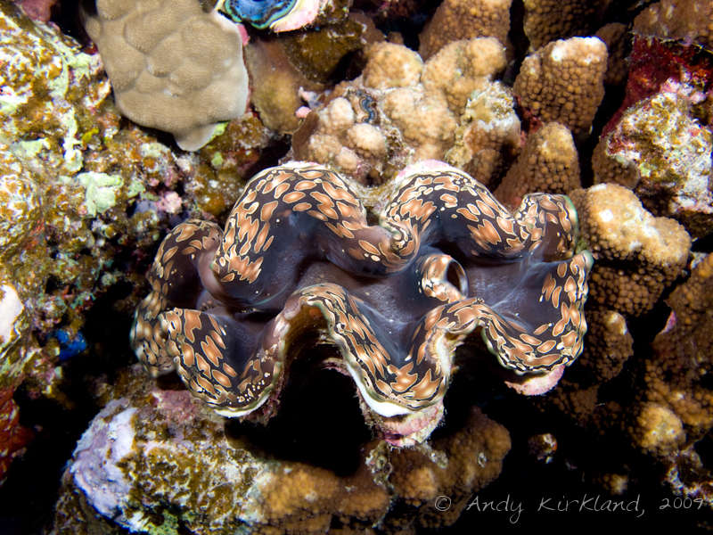 Photo at Sha'ab Mohammed:  Giant Clam