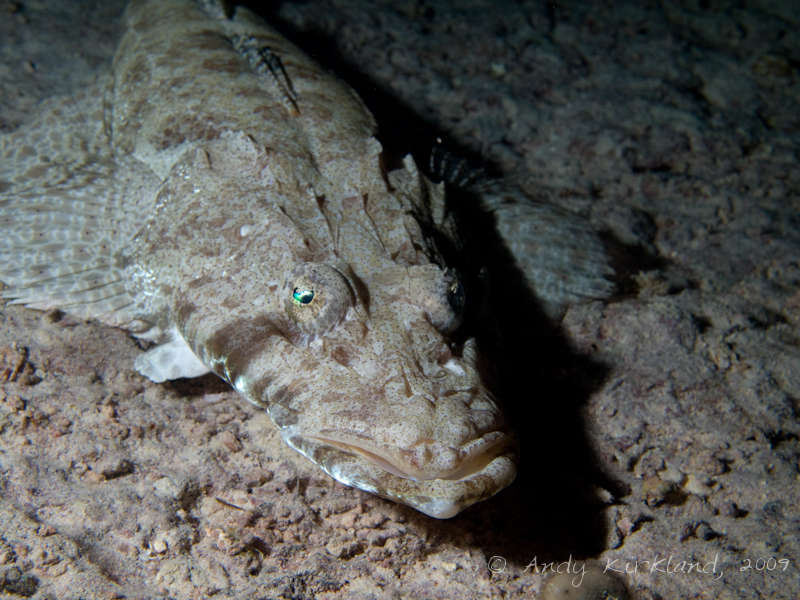 Photo at Orca House Reef:  Tentacled flathead