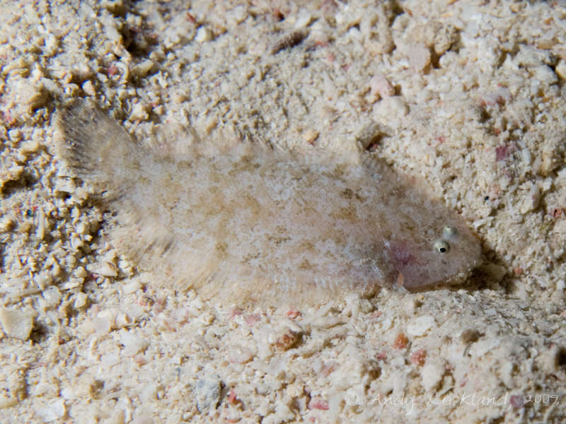 Photo at Orca House Reef:  Leopard flounder