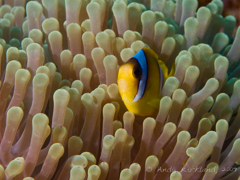 Photo at Sha'ab Gannah:  Twoband anemonefish