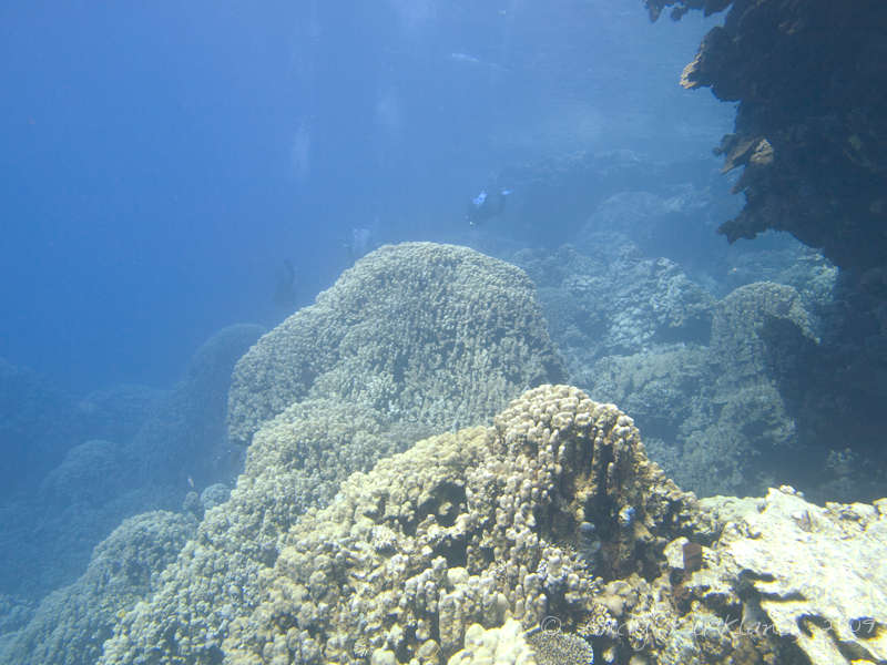 Photo at Sha'ab Claudio:  Dome coral