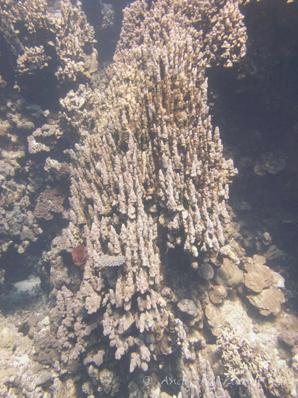 Photo at Sha'ab Claudio:  Mountain coral