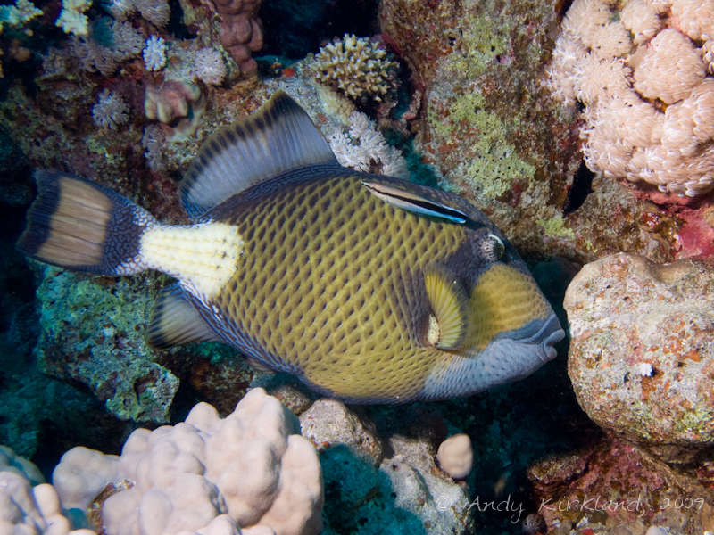 Photo at Sha'ab Bohar East:  Titan triggerfish