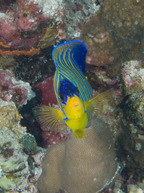 Photo at Halg Disha:  Royal angelfish
