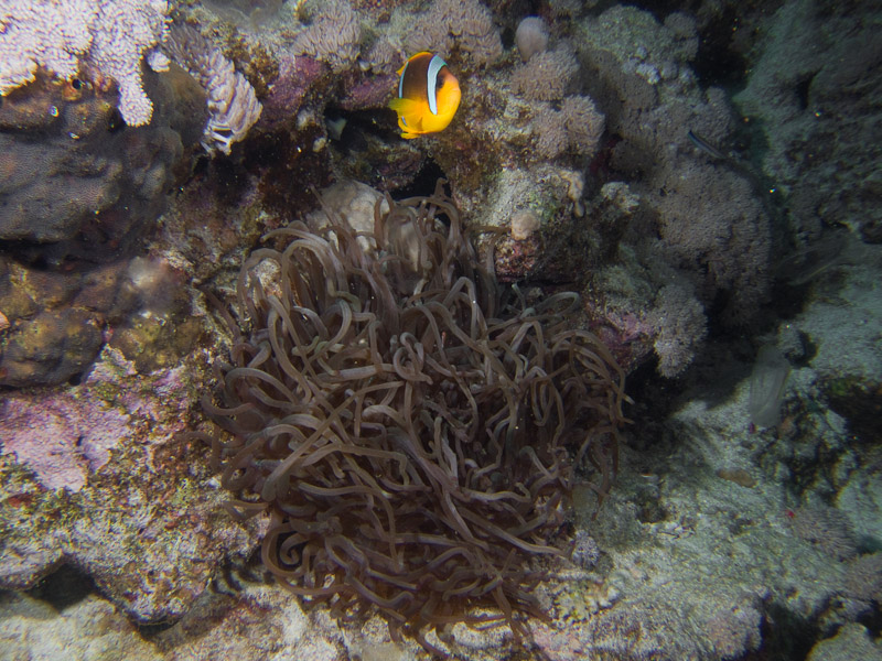 Photo at Abu Ramada Cave:  Twoband anemonefish