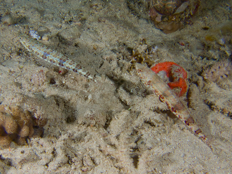 Photo at El Aruk Gigi:  Sand lizardfish