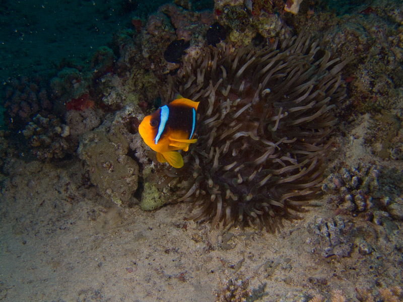 Photo at El Aruk Gigi:  Twoband anemonefish