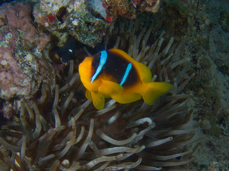 Photo at El Aruk Gigi:  Twoband anemonefish