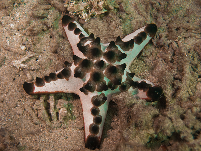 Photo at Meras:  Horned Sea Star