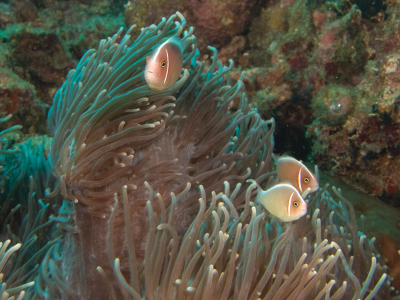 Photo at Meras:  Pink anemonefish