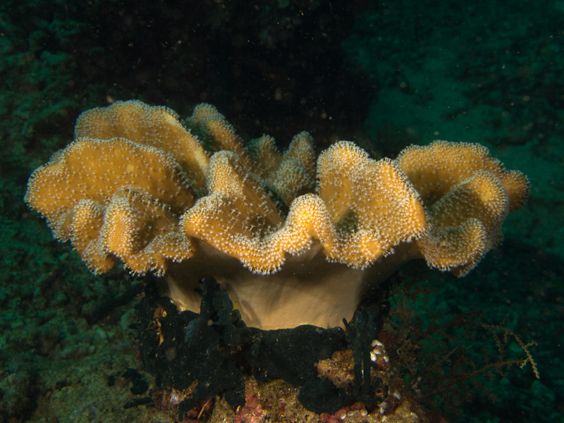 Photo at Meras:  Leather coral