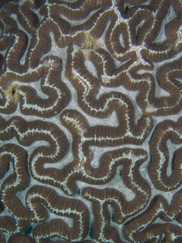 Photo at Meras:  Brain coral
