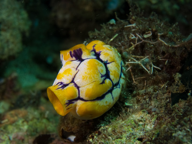 Photo at Meras:  Golden Sea Squirt