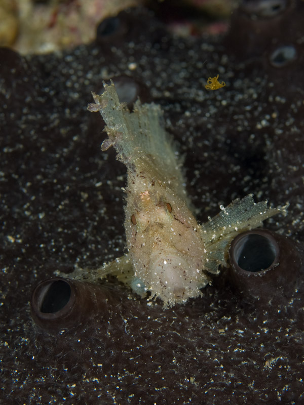 Photo at Labasong:  Leaf scorpionfish