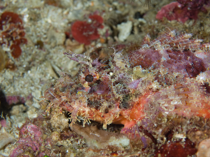 Photo at Labasong:  Papuan scorpionfish