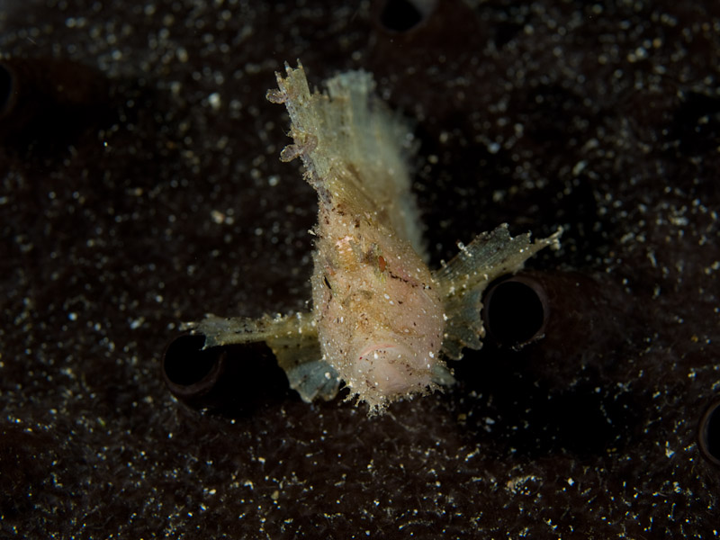 Photo at Labasong:  Leaf scorpionfish