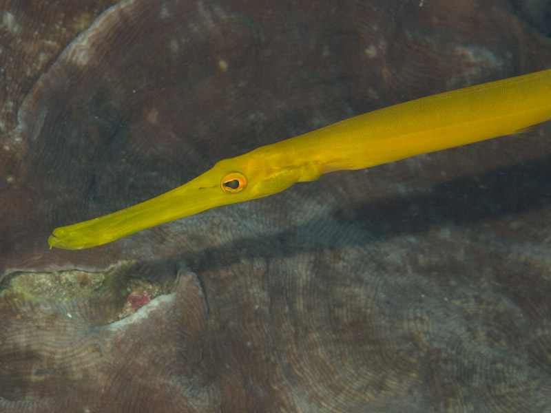 Photo at Pangalisan:  Chinese trumpetfish
